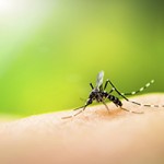 Is spraying for Zika a health risk?