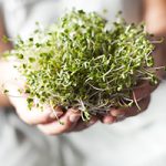 sulforaphane from broccoli sprouts