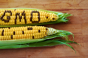 The Real Reason GMO Matters