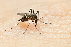 Zika – An emerging threat for all of us
