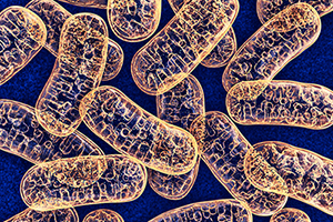 Meet your mitochondria!